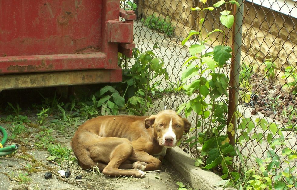 Don't be a Dead Beat Dog Owner