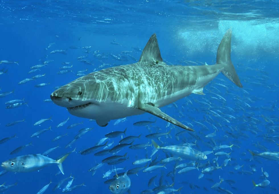 7 Signs A Shark Might Bite