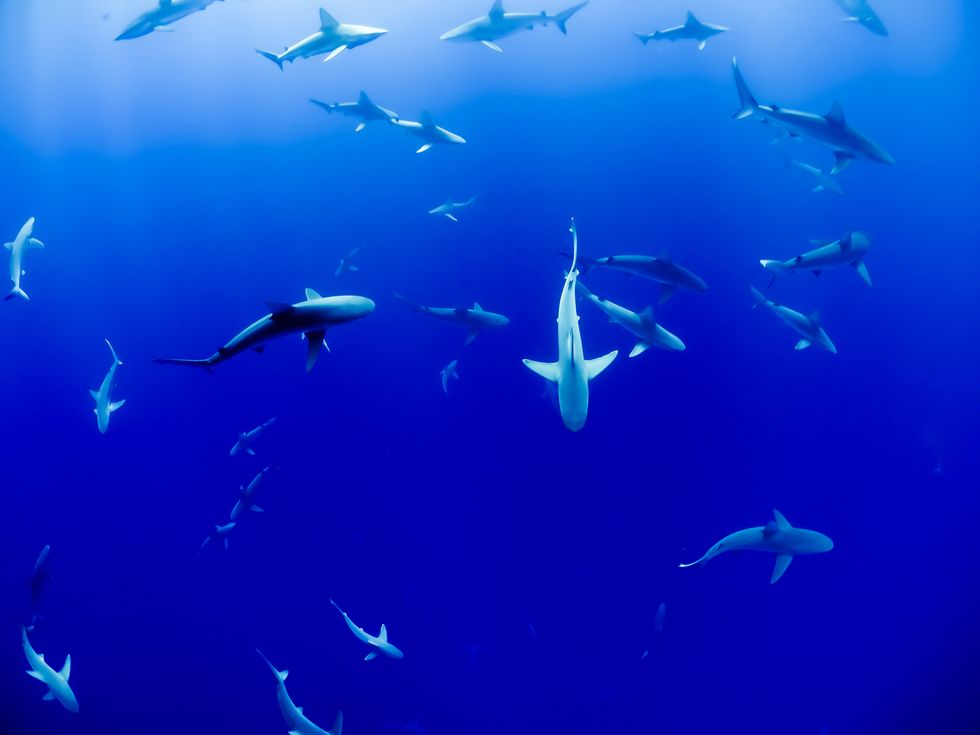 10 Shark Facts You Need To Hear
