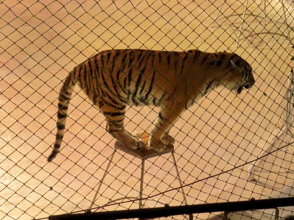 The Media Disregards The Lives Of Animals