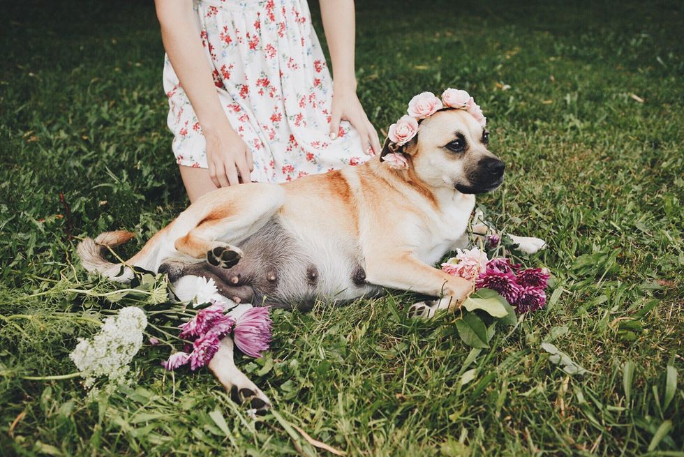 Doggie Maternity Photo Shoots Are The Most Adorable Trend Of 2017