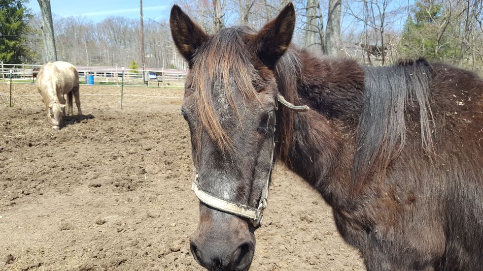 Poem On Odyssey: A Tribute To A Retired Show Horse