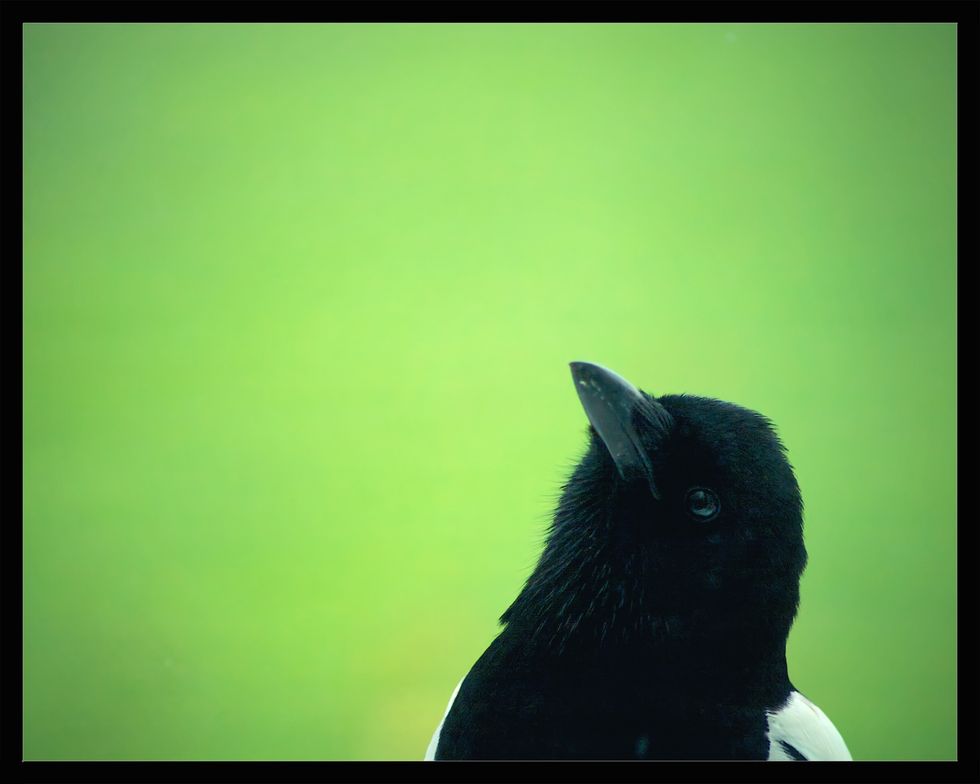 Crows Are Actually Smarter Than What We Give Them Credit For