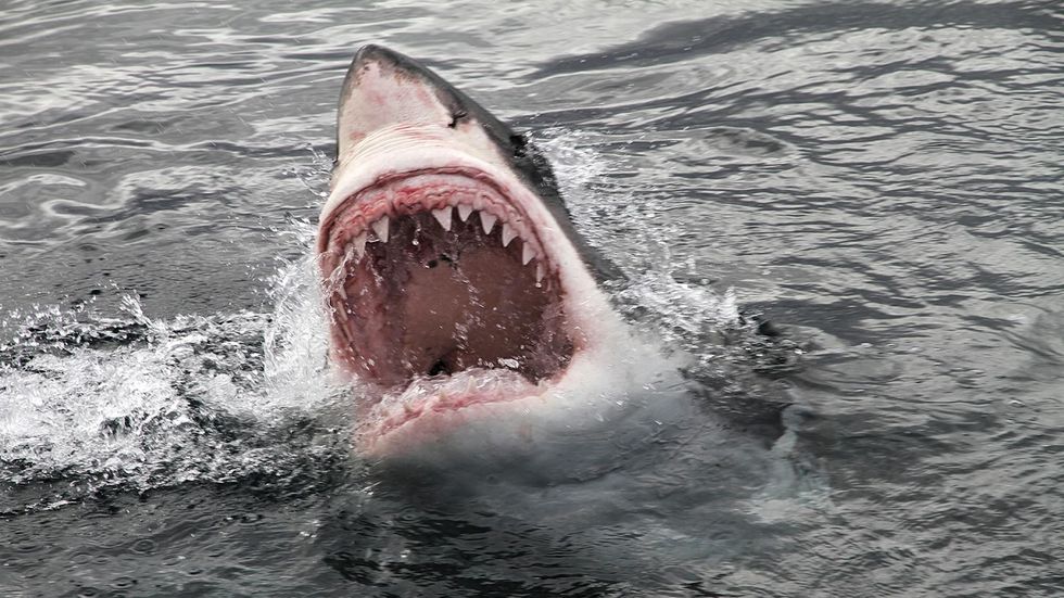 Your Ultimate, Weekly Guide To Discovery Channel's Shark Week