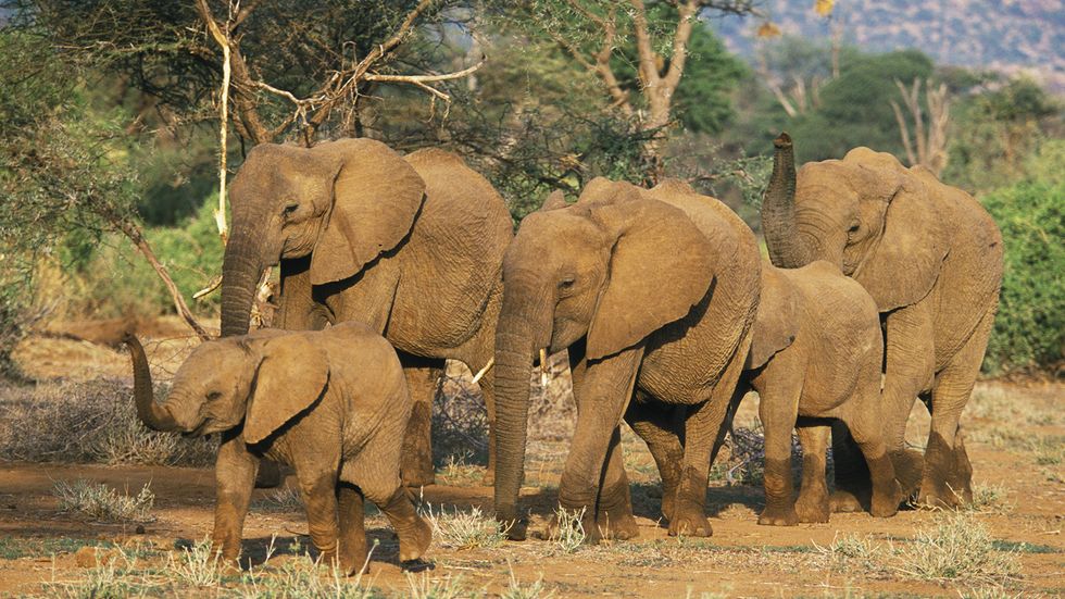Will African Elephants Live Through the 21st Century?