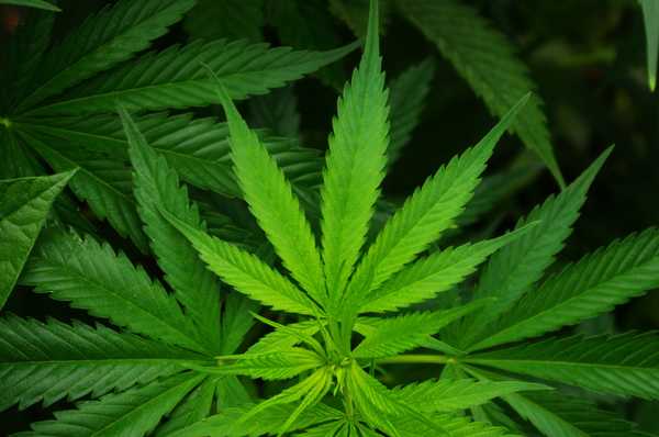 The Real Reason Marijuana Was Made Illegal