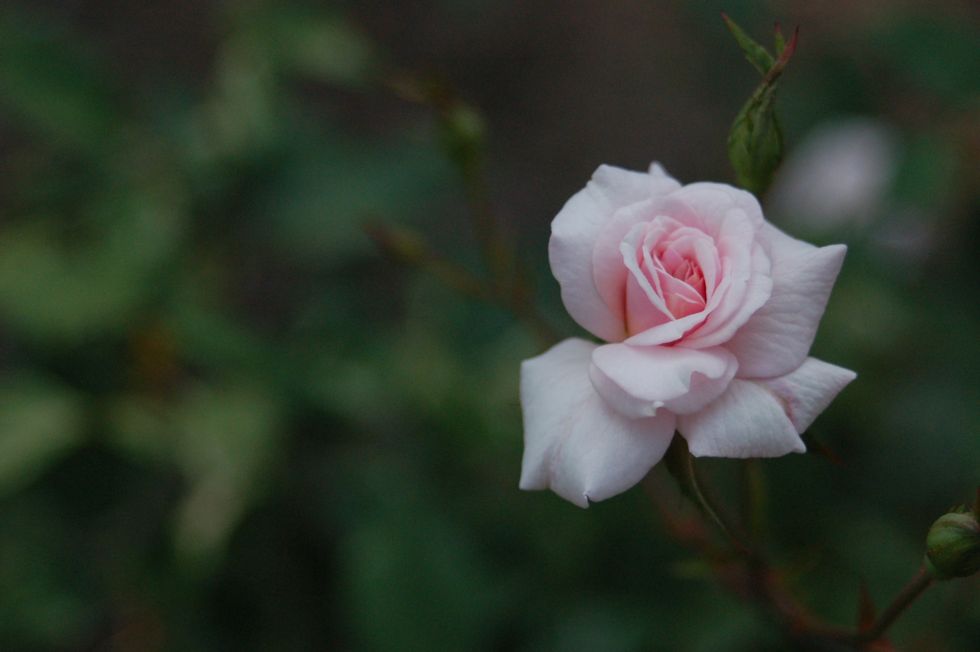 Suicide Is Not A Weakness