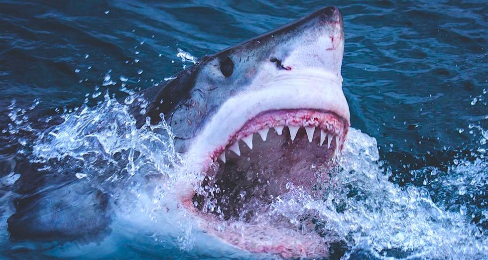 16 Jaw-Dropping Reasons Sharks Are The Coolest Ocean Creatures