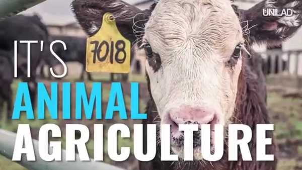 Animal Agriculture