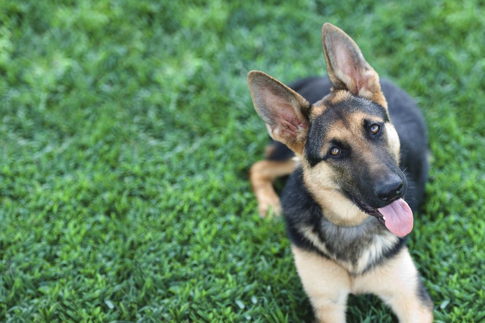 10 Reasons German Shepherds Are The Ultimate Badass Breed