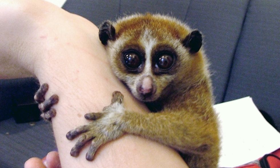 That Cute Viral Animal Video You Shared Has A Very Ugly Side