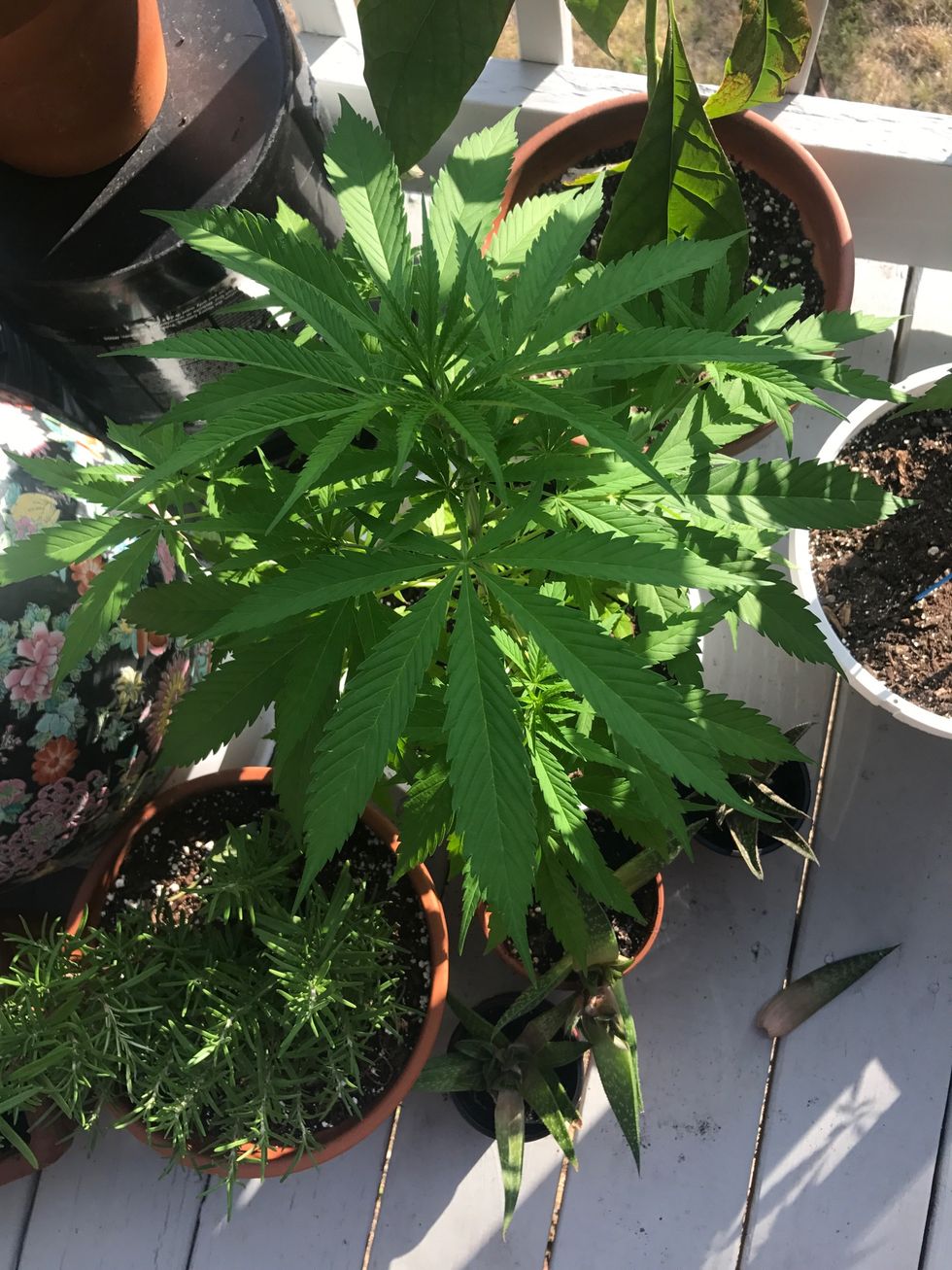 Marijuana Is Not 'The Devil's Lettuce'