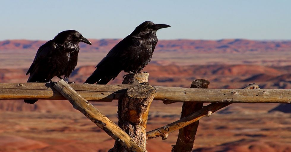Poetry On Odyssey: Ravens