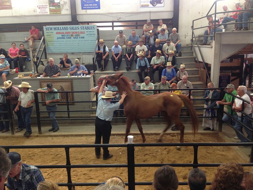 I Support Horse Slaughter