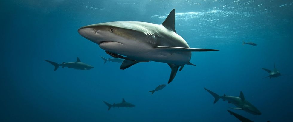 Can Sharks Really Cure Cancer?