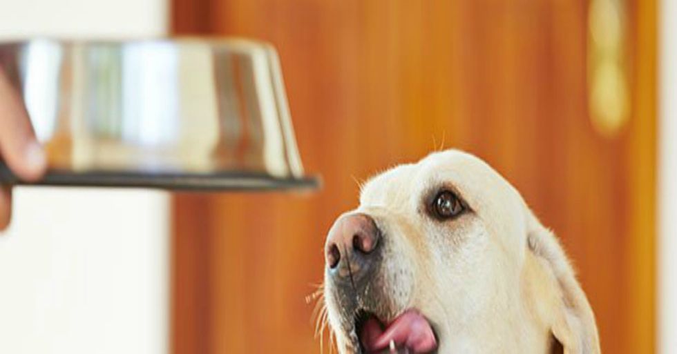 20 Homemade Dog Food Ideas