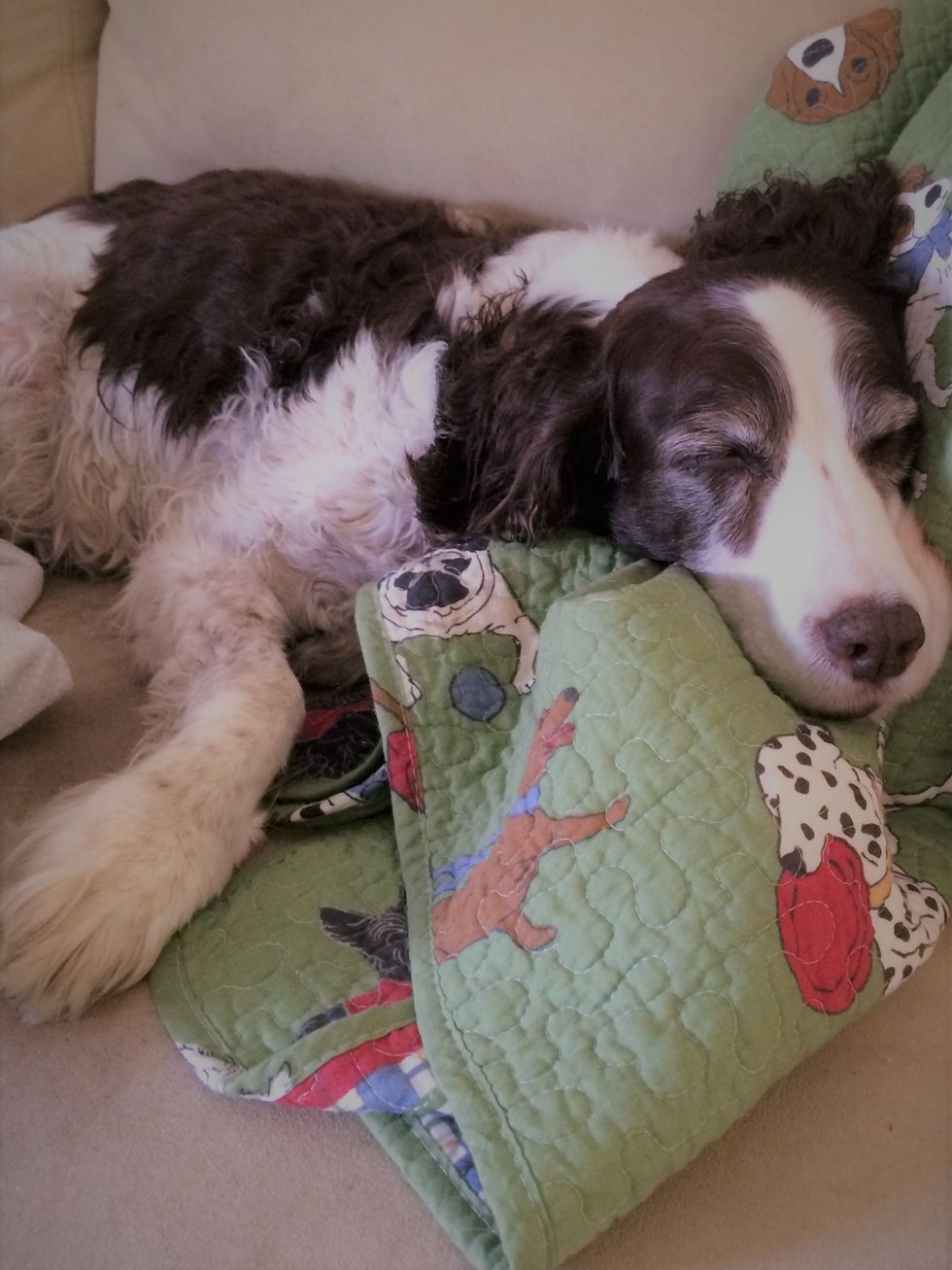 When You Leave Your Dogs For School