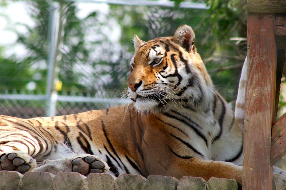 4 Questions Every Staff Member At The Zoo Gets