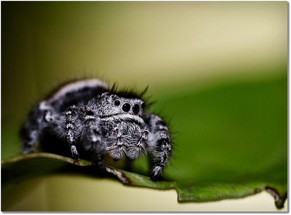 8 Reasons Why Spiders Make The Best Roommates