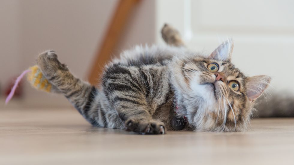 43 Things Your Cat Thinks On A Regular Basis