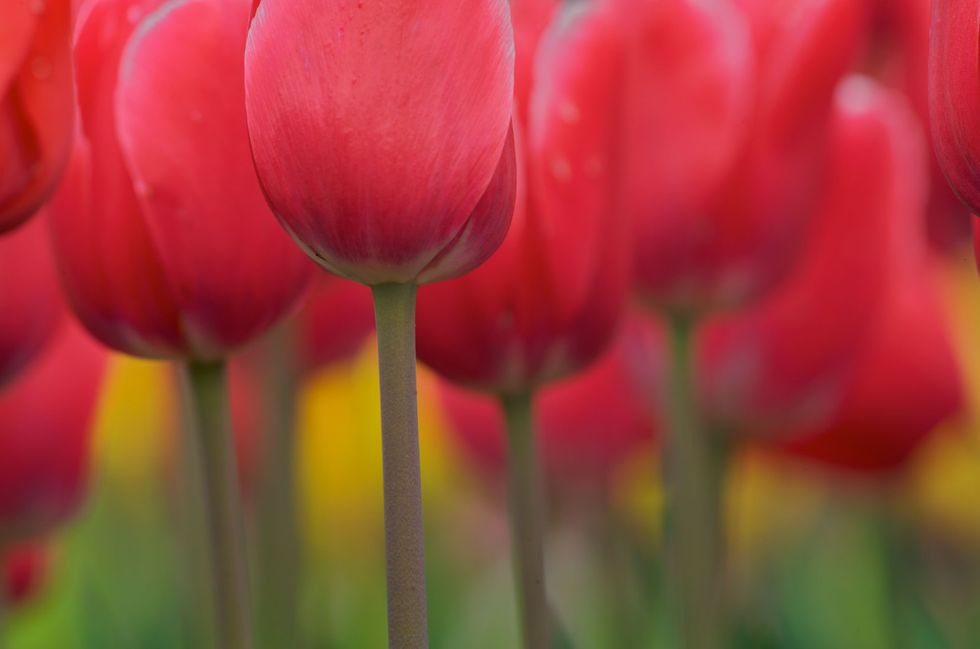 Poetry on Odyssey: Blooming