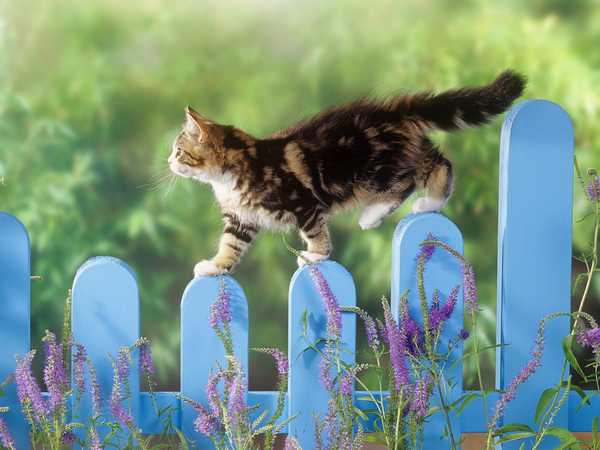 Why Cats are the Best