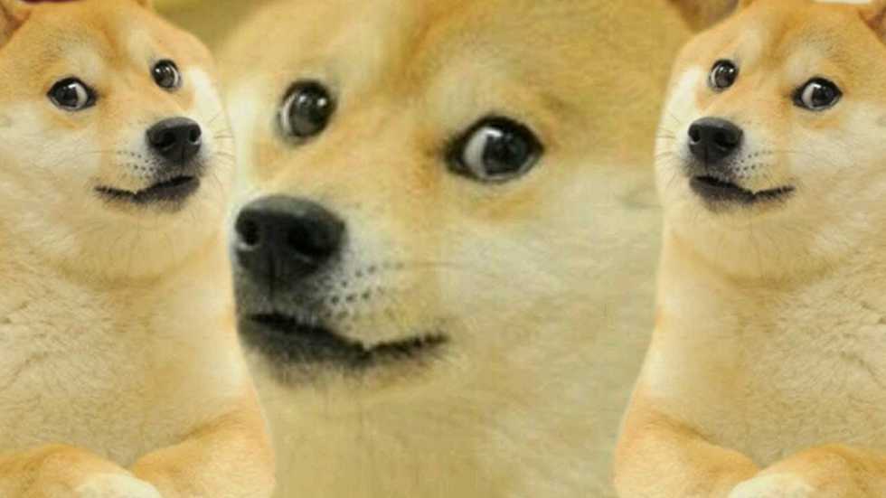 How Everyone Is A Low-Key Dog