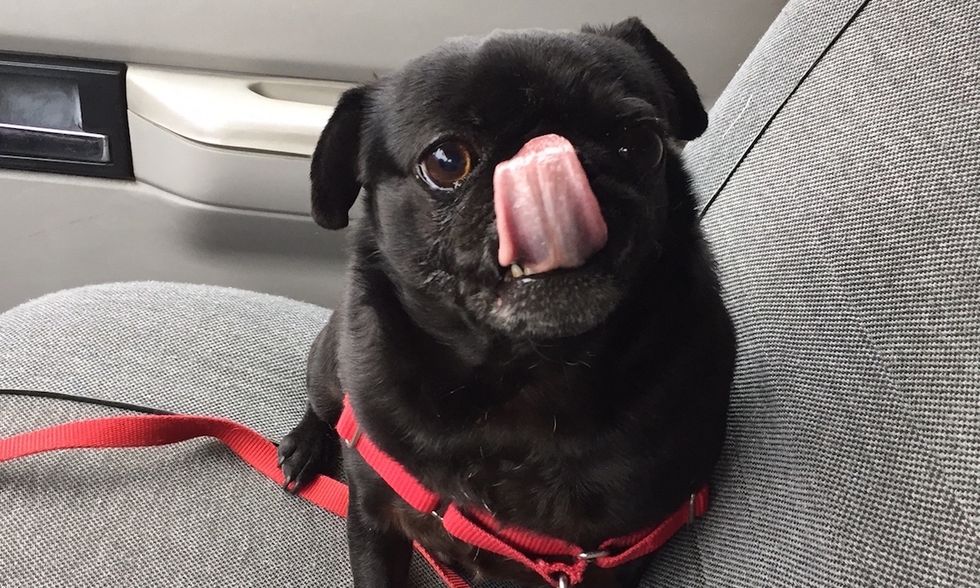 15 Reasons Why Pugs Are Man's Best Friend