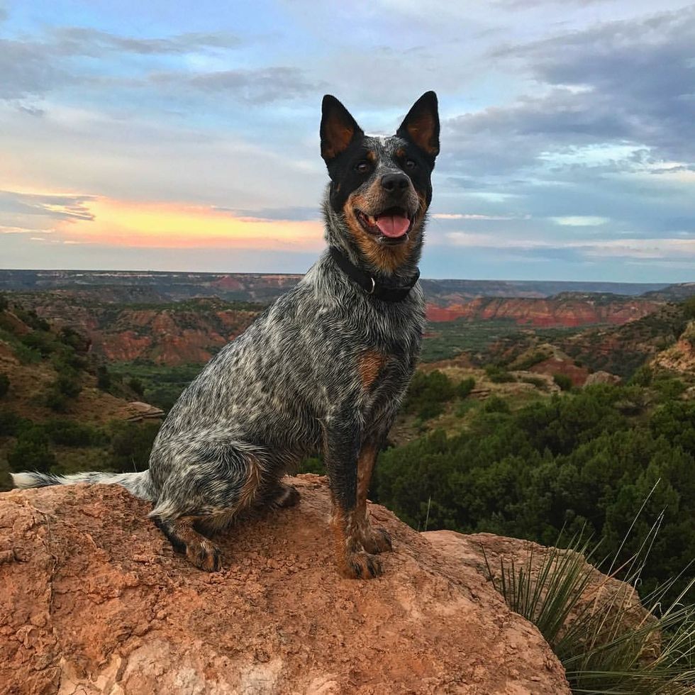 10 Reasons Dogs Are Man's Best Friend