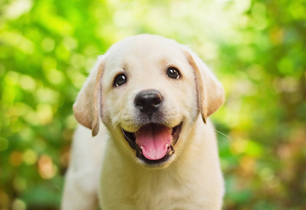 10 Reasons Why Dogs Are The Greatest Things On Earth