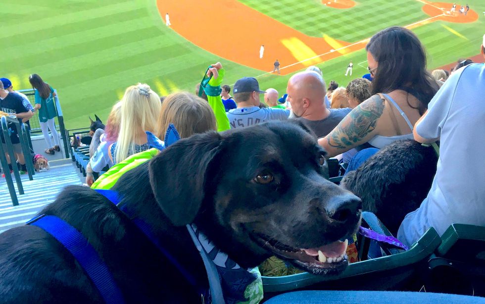 Being A Mariners Baseball Fan, In The Eyes Of A Dog