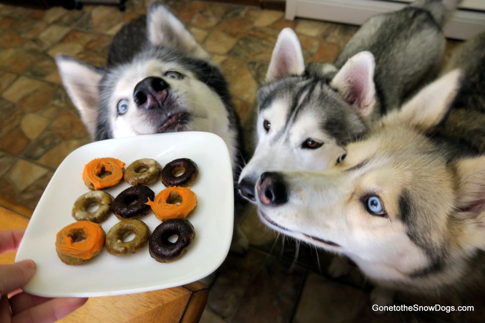 20 DIY Dog Treats For Your Fur-Baby