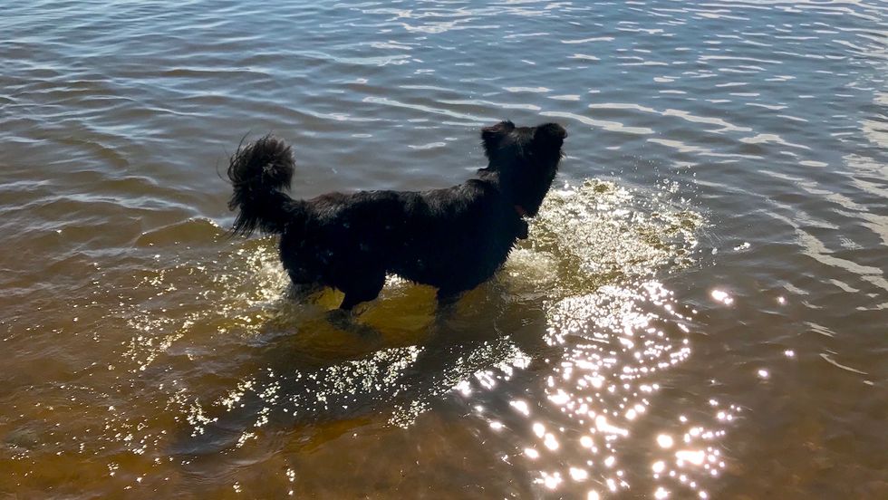 5 Things I Learned Taking My Dog To A Dog Beach