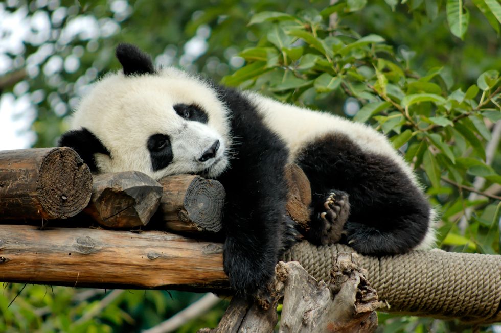 12 Panda GIFs To Brighten Your Day