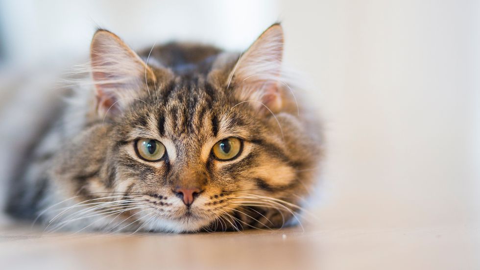 5 Cool Cat Breeds You Really Should Know
