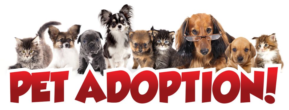 9 Tips On Adopting An Animal