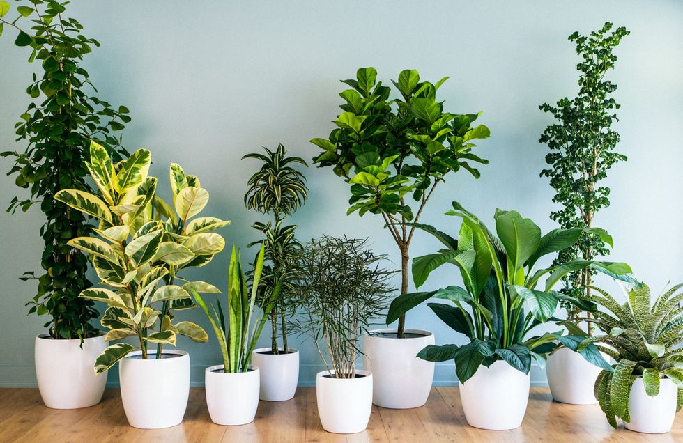 10 Houseplants To Banish Your Anxiety