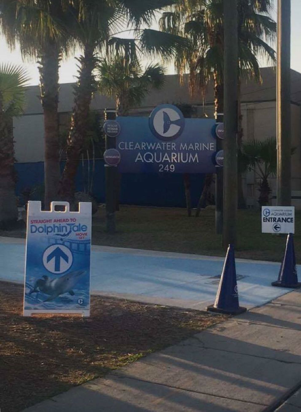 How Clearwater Marine Aquarium Inspired Me