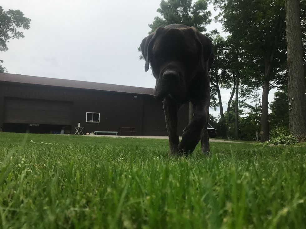 12 Reasons Why Dogs Are Better Than Guys