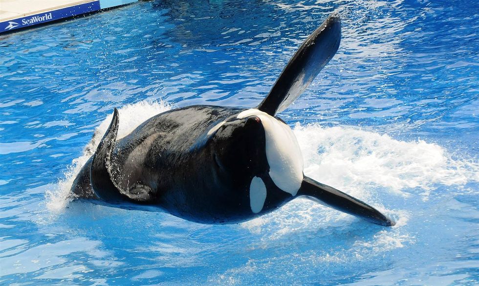 Seaworld: It's Not A Whale Of A Time