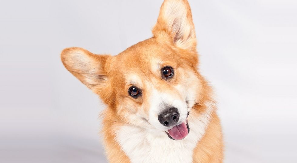 12 Reasons Why Corgis Are The Best Dogs Ever