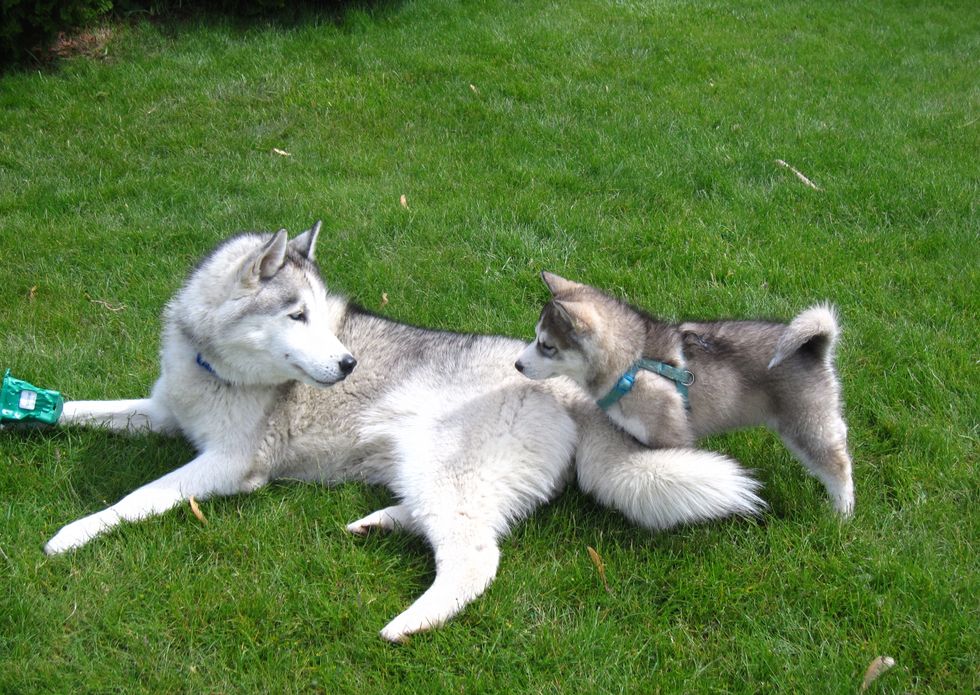 8 Things All Siberian Husky Owners Know To Be True