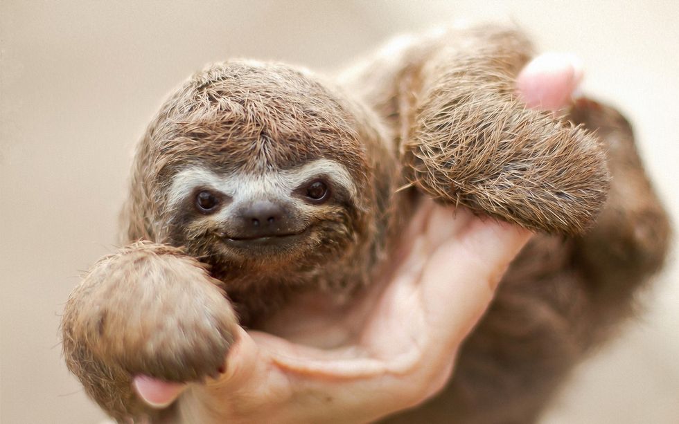 Feeling Down This Summer? Here's 15 Cute Animal GIFs To Make Your Day Brighter.