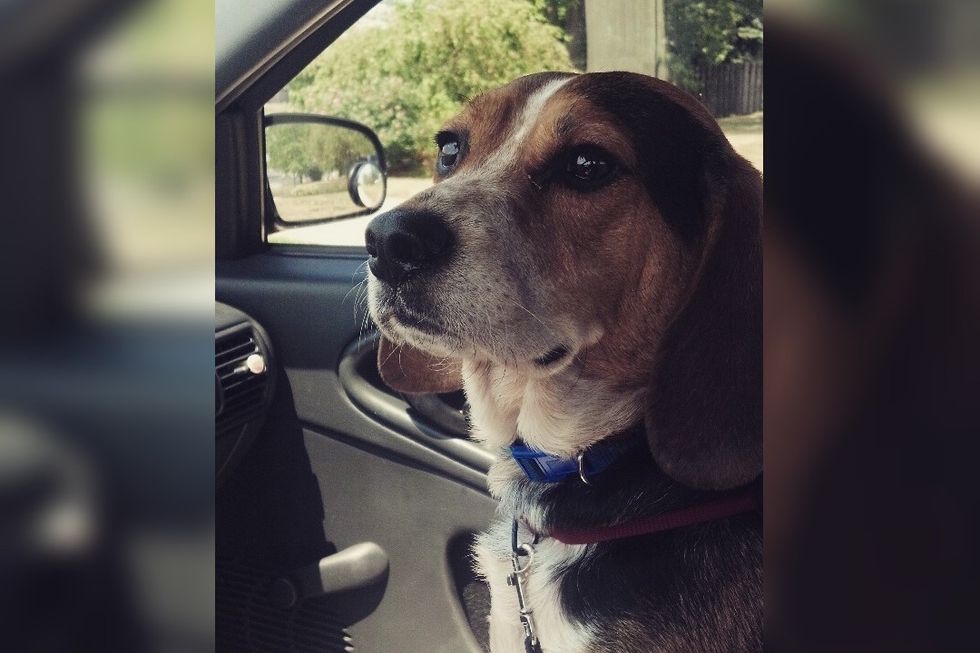 8 Things Only Beagle Owners Know, And Know Well