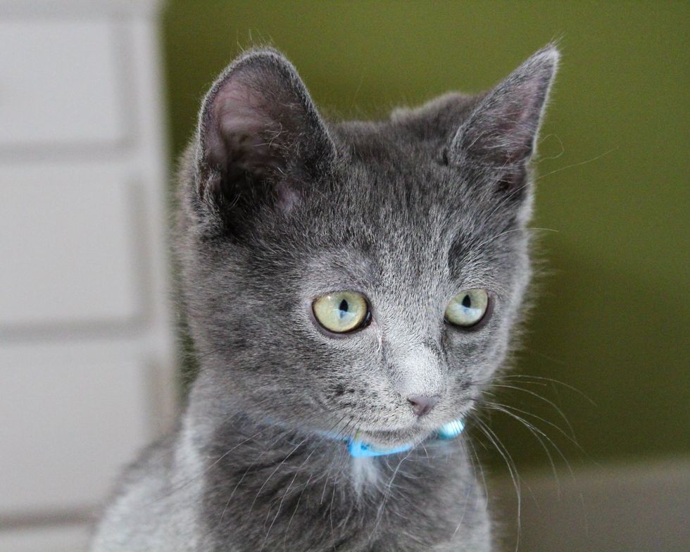 The Kitten That Changed My Life