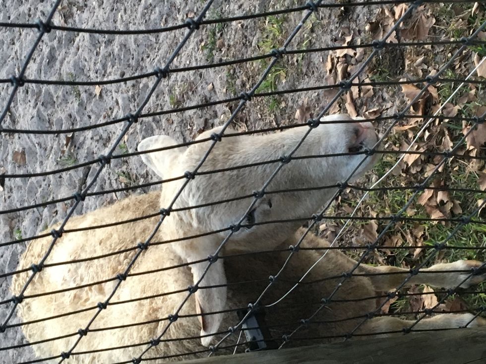 Here's The Problem With Zoos And Aquariums