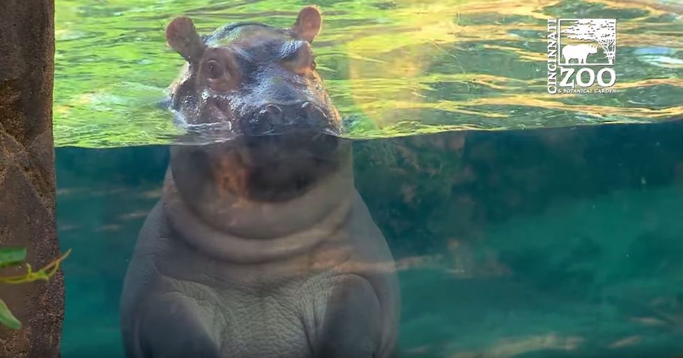 I'm Not Obsessed With Fiona The Hippo