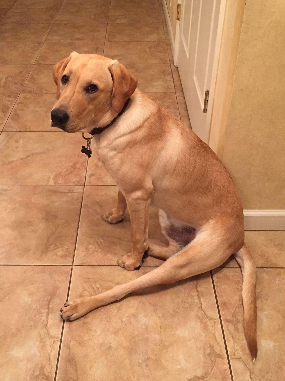 9 Things Your Dog Does That You Simply Cannot Resist