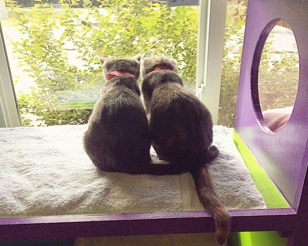 From The Volunteer At The Humane Society Of Forsyth County