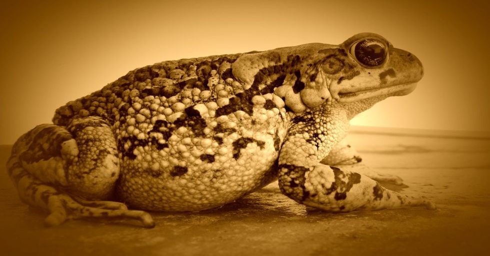 Poetry On Odyssey: No One Ever Asked About The Toad